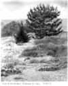 Drawing-Edge of the garden, Estancia Del Mar