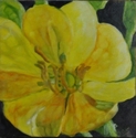Painting--Oil-Still LifeYellow Evening Primrose 
