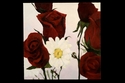 Roses to my love