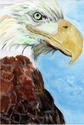 Christie American Horse - Aguila