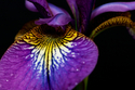 Iris%20%23010 (thumbnail)
