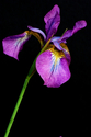 Iris%2032B (thumbnail)