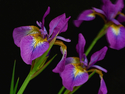 Iris%20034 (thumbnail)