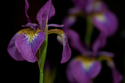 Iris%20027 (thumbnail)