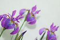 Iris%20%23018 (thumbnail)