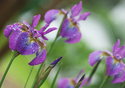 Iris%20%23014 (thumbnail)
