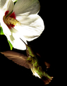 Hummingbird711 (thumbnail)
