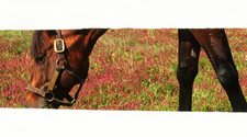 Between%20the%20Fences%20%23%202 (thumbnail)