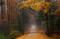 Yellow Tree Yellow%20Tree (thumbnail)