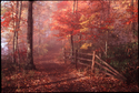 Path to Chimney Rock Path%20to%20Chimney%20Rock (thumbnail)