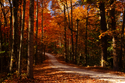Vivid Fall Colors Vivid%20Fall%20Colors (thumbnail)