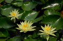 Water%20Lilies (thumbnail)