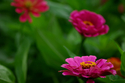 Zinnia%20No.%2013 (thumbnail)