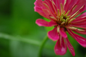 Zinnia%20No.%2030 (thumbnail)