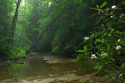 Mountain Laurel along River Mountain%20Laurel%20along%20River (thumbnail)
