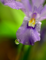 Dwarf%20%20Iris%20No.%201 (thumbnail)