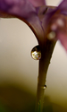 Dwarf%20Iris%20No.%202 (thumbnail)