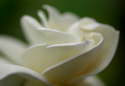 Gardinia%20No.76 (thumbnail)