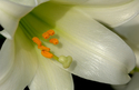 Lily (thumbnail)