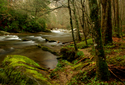Little%20Pigeon%20River%20%20No.%202 (thumbnail)