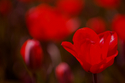 Red%20Tulips%20No.%202 (thumbnail)
