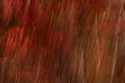 Bittersweet (thumbnail)