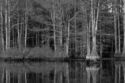 Bald Cypress No.30 Bald%20Cypress%20No.30 (thumbnail)