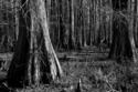 Bald%20Cypress%20No.48 (thumbnail)