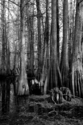 Bald%20Cypress%20No.48 (thumbnail)