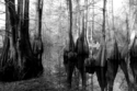 Bald Cypress No.76 Bald%20Cypress%20No.76 (thumbnail)
