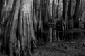Bald Cypress Knees Bald%20Cypress%20Knees (thumbnail)
