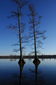 Bald Cypress No.155 Bald%20Cypress%20No.155 (thumbnail)