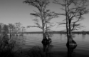Bald Cypress No.173 Bald%20Cypress%20No.173 (thumbnail)