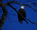 Bald Eagle No. 186 Bald%20Eagle%20No.%20186 (thumbnail)