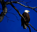 Bald Eagle No. 293 Bald%20Eagle%20No.%20293 (thumbnail)
