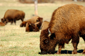 Buffalo No. 166 Buffalo%20No.%20166 (thumbnail)