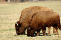 Buffalo No. 168 Buffalo%20No.%20168 (thumbnail)