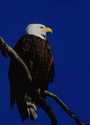 Bald Eagle 293 PS2 Bald%20Eagle%20293%20PS2 (thumbnail)
