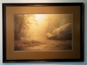 Mystical Morning Mystical%20Morning (thumbnail)