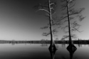 Standing Tall Standing%20Tall (thumbnail)