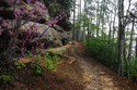 Spring at Red River Gorge Spring%20at%20Red%20River%20Gorge (thumbnail)