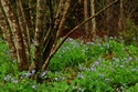 Field%20of%20Bluebells (thumbnail)