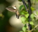 Hummingbird%20I (thumbnail)