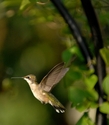 Hummingbird%20III (thumbnail)