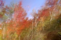 Untitled (thumbnail)