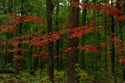 Red Leaves Red%20Leaves (thumbnail)