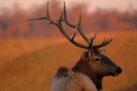 Elk%20-197 (thumbnail)