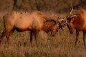 Elk%20-082 (thumbnail)