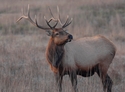 Elk%20-039 (thumbnail)