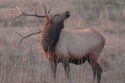 Elk%20-050 (thumbnail)